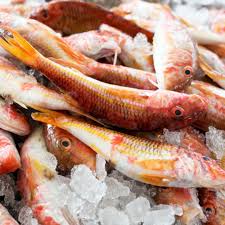Frozen Red Mullet