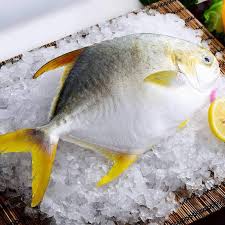 Frozen Golden Pomfret Fish