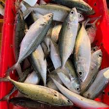Fresh Indian Mackerel