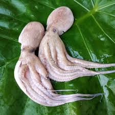 Fresh Octopus | Fresh Baby Octopus
