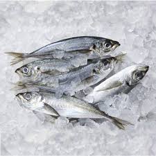 Frozen Horse Mackerel | sardine