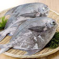 Frozen Chinese Pomfret