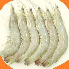 Frozen Sea White Prawn