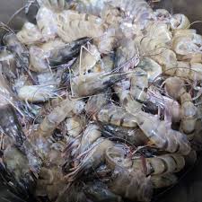 Frozen Prawn Shell (Head & Shell)
