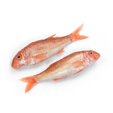 Fresh Red Mullet