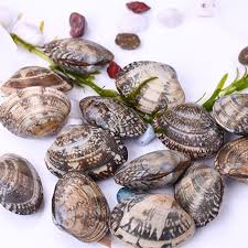 Frozen Asari Boiled Clam