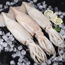 Frozen Squid Illex