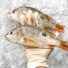 Fresh Golden Snapper Fish