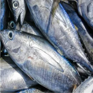 Fresh Black Tuna Fish