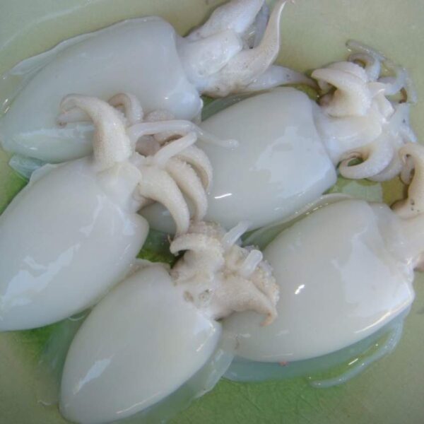 Frozen Cuttlefish | Baby Cuttlefish - Image 9