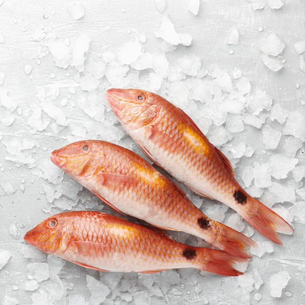 Fresh Red Mullet - Image 4
