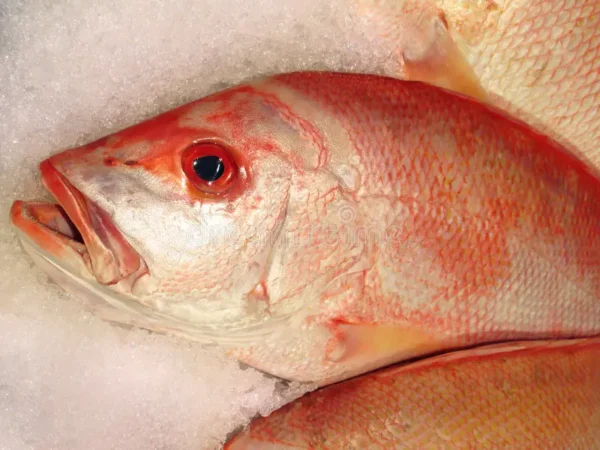 Frozen Leopard Coral Grouper - Image 4