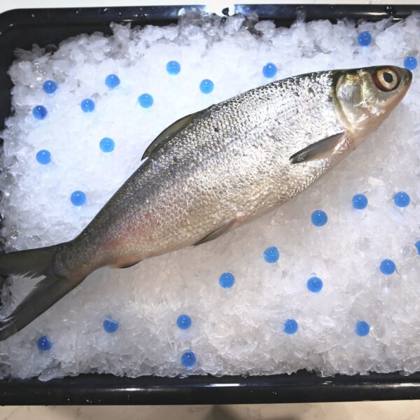 Fresh Milk Fish - Image 5