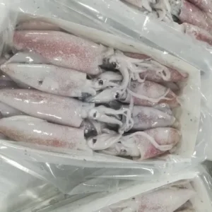 Frozen Squid 3/6 | Loligo Squid 3/6