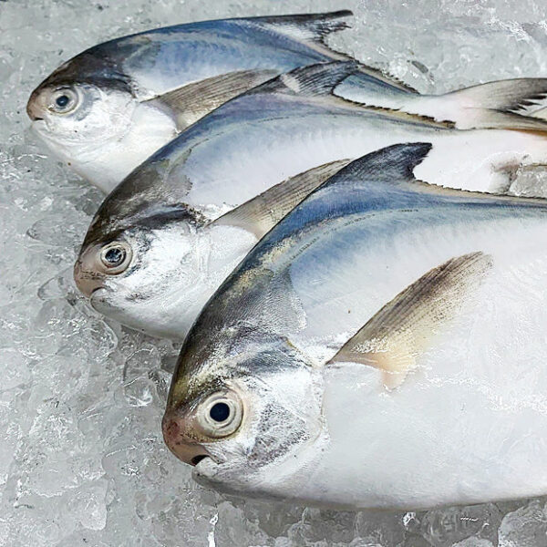 Fresh White Pomfret - Image 4